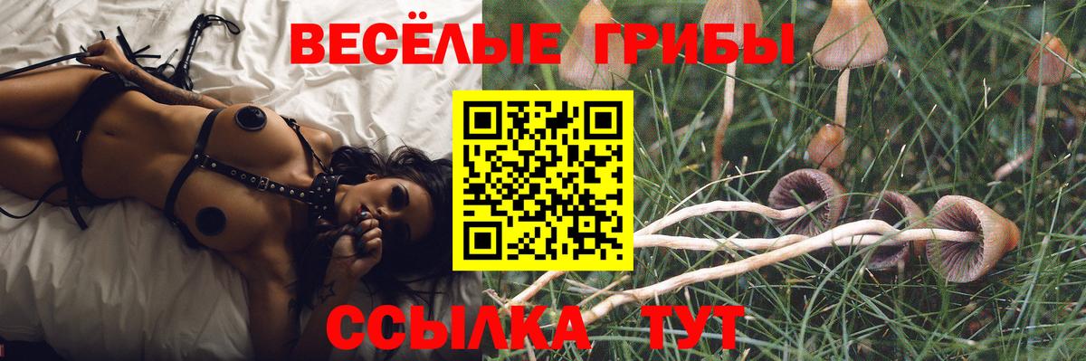 Псилоцибиновые грибы GOLDEN TEACHER Майкоп